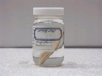 藏品(滿月沙鰈)的圖片